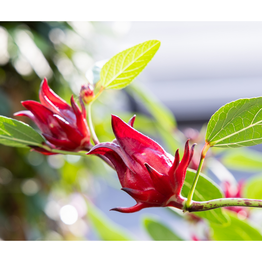 The Power of Hibiscus: Why This Flower Makes the Perfect Tea